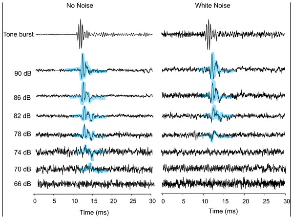 AEPs of Trichopsis vittata in response to a 2 kHz tone burst, in the presence of lab noise (No Noise left traces) and white noise (right traces).