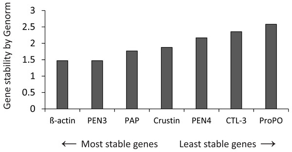 Gene stability by Genorm.