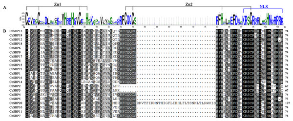 SBP domain alignments of 21 CnSBP proteins.