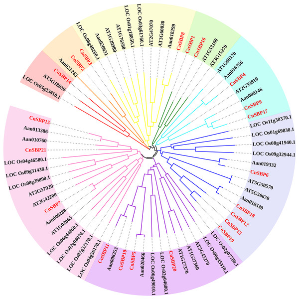 Phylogenetic tree of SBP-box family proteins from chrysanthemum and other species.