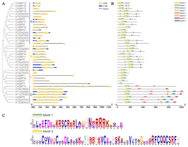 Phylogenetic tree, gene structures and motif distribution of the AtSPL and CnSBP genes.