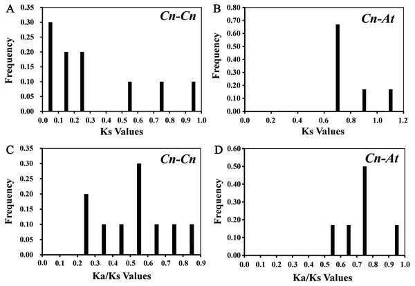 The distribution of the Ks and Ka/Ks values of the paralogous CnSBP gene pairs (Cn-Cn) and orthologous CnSBP and AtSPL gene pairs (Cn-At).