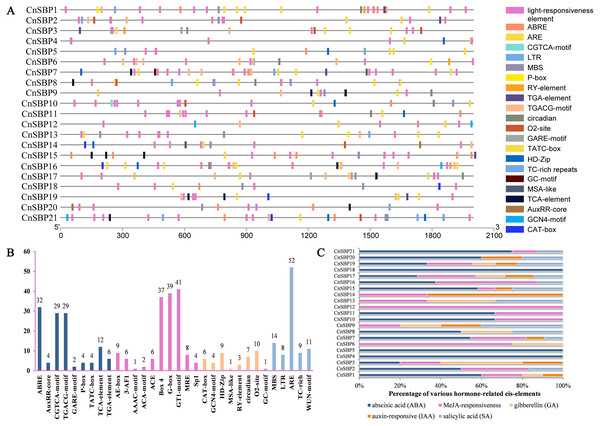 Cis-elements analysis of CnSBP genes promoters.