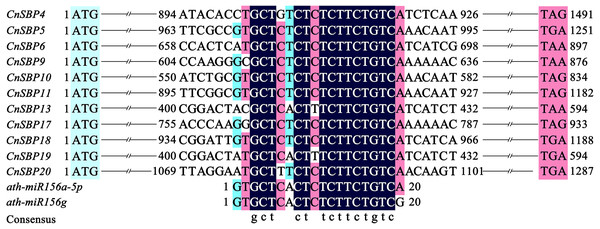 Alignment of miR156-targeted sites complementary sequences within CnSBP genes and ath-miR156 in C. nankingense and Arabidopsis.