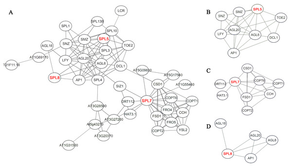 Potential protein–protein interaction network of CnSBPs.