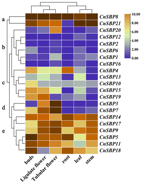 Expression profiles of CnSBP genes in six tissues and organs (buds, ligulate flowers, tubular flowers, leaves, roots and stems).