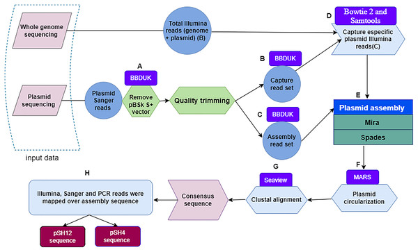 Flowchart depicting the workflow used to obtain fully assembled plasmid DNA sequences from S. putrefaciens strains SH4 and SH12.