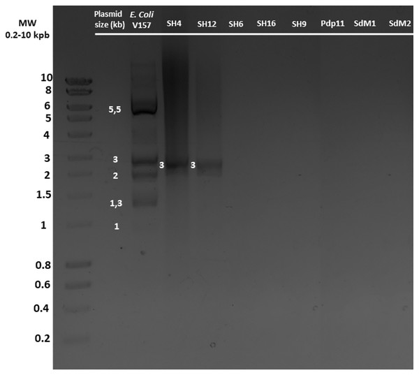 Plasmid DNA isolated from different S. putrefaciens strains (SH4, SH12, SH6, SH16, SH9, Pdp11, SdM1 and SdM2) separated by agarose gel electrophoresis.