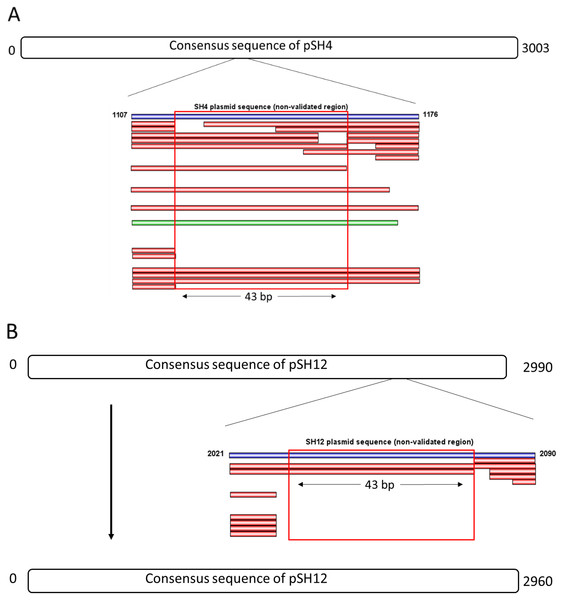 Complete consensus sequences of pSH4 (A) and pSH12 (B) showing the unvalidated regions (blue line) resolved by mapping with Illumina and Sanger sequences.