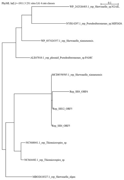 Phylogenetic tree using repB protein sequences of pSH12 and pSH4.