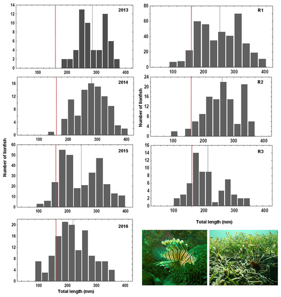 Length frequency of lionfish (total length, mm) caught by year: 2013 (n = 59), 2014 (n = 94), 2015 (n = 303), 2016 (n = 132) and by sampling region: R1 (n = 406), R2 (n = 120), R3 (n = 62).