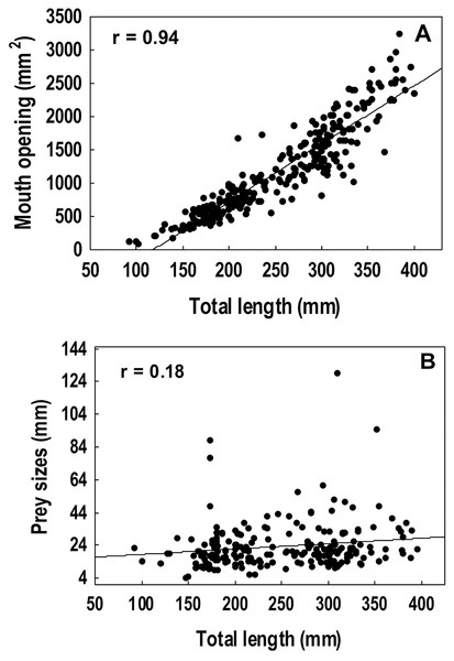 Spearman rank correlation analysis among the mouth dimensions and the total length of the lionfish, r = 0.94 (A) and between the average size of the prey and the total length of the lionfish, r = 0.18 (B).