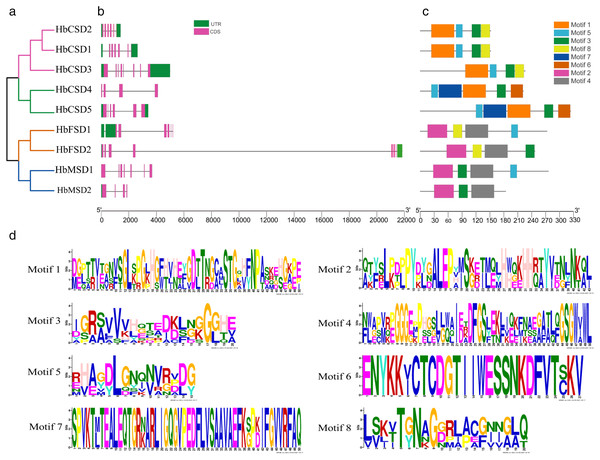 Phylogenetic tree, conserved motifs, and motif logos of HbSODs.