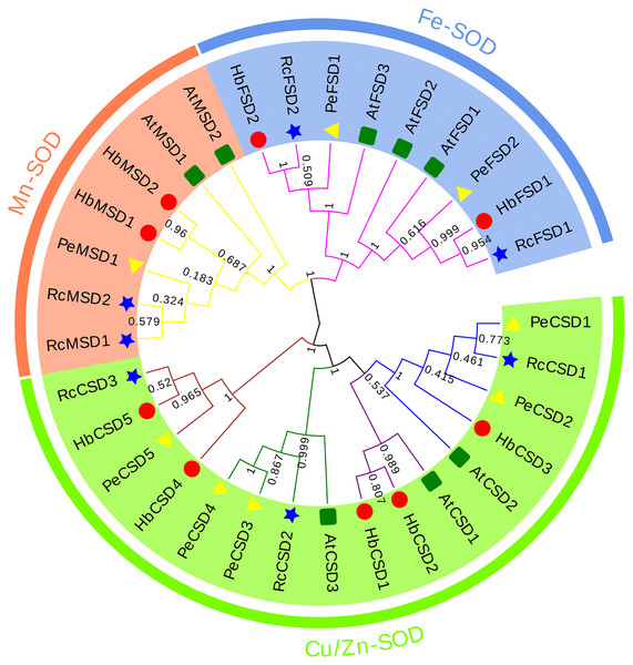 Phylogenetic analysis of SOD proteins from H. brasiliensis, R.communis, P. euphratica, and A. thaliana.