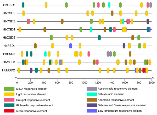 Cis-elements in promoters of the HbSOD genes.