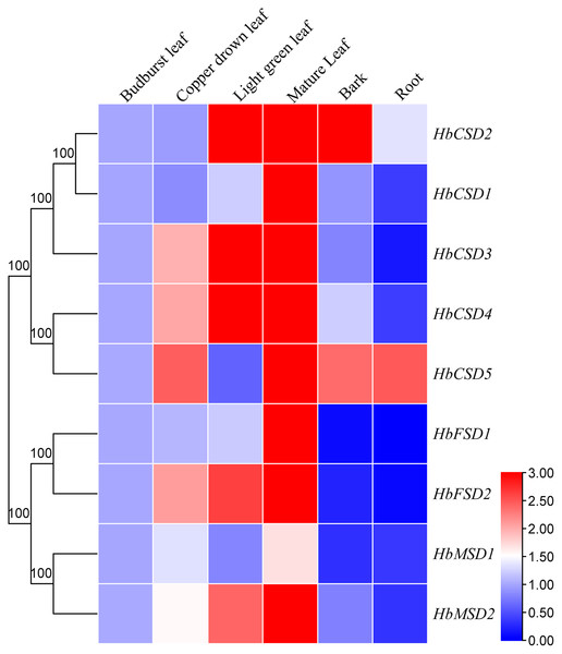 Expression analysis of HbSOD genes in several organs.