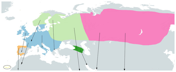Approximate geographical ranges of the studied Phylloscopus groups.