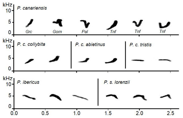 Examples of sonograms of the calls of the studied Phylloscopus groups.