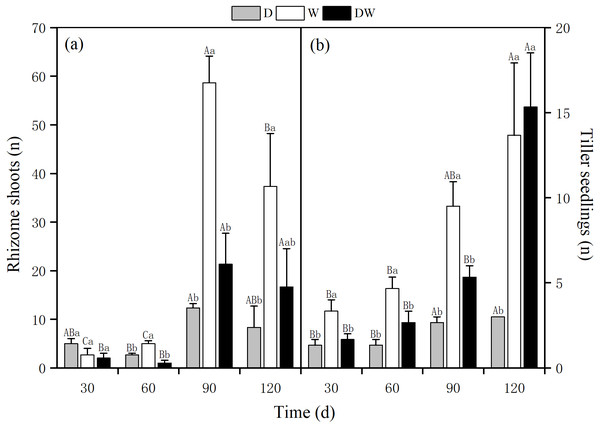 Effect of wet and dry changes on P. australis rhizome shoots and tiller seedlings.