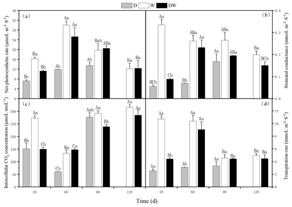 Effects of wet and dry changes on photosynthetic physiology of P. australis.