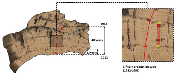 Image of a cross-section of one multi-layered cork sample from CL (Benavente) showing the five consecutive cork production cycles that were used in this study to extract and measure long-term series of reproduction cork rings (1964–2012).