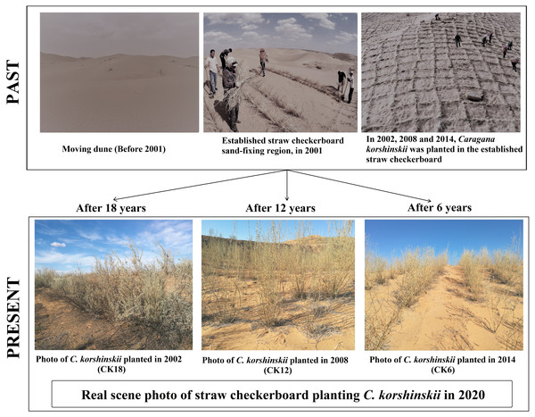 Sand-fixation process of straw checkerboard-coupled shrubs and performance in the C. korshinskii planting stages.