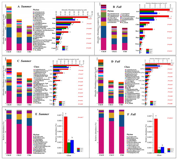 Abundance of the rhizosphere microbiome (A–B) Composition and differences in bacteria at the phylum level; (C–D) Composition and differences in bacteria at the class level; (E–F) Composition and differences in fungi at the phylum level) of C. korshinskii in summer and fall after 6, 12, and 18 years of sand-fixing restoration.