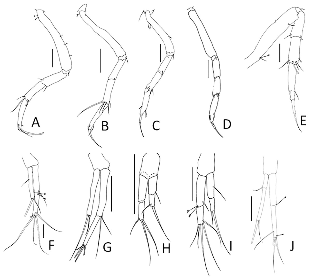 Mislabeling and nomenclatorial confusion of Typhlotanais sandersi ...