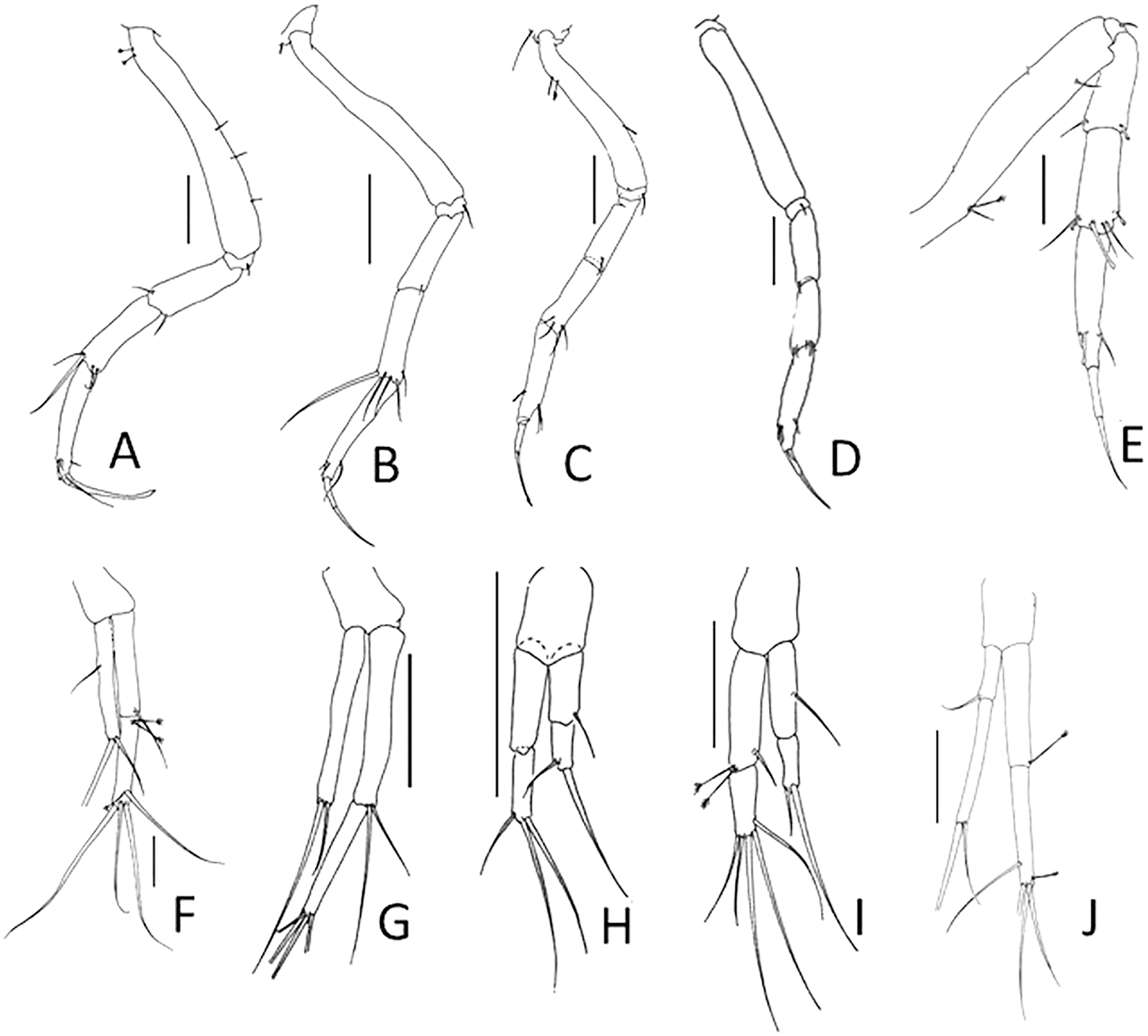 Mislabeling and nomenclatorial confusion of Typhlotanais sandersi ...