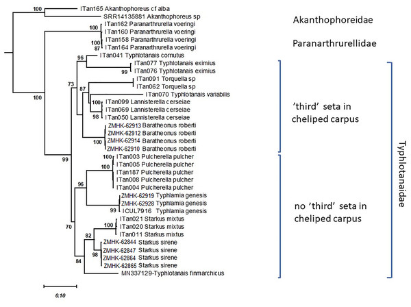 Maximum likelihood evolutionary tree of Typhlotanaidae species inferred from the COI and 18S concatenated alignment.