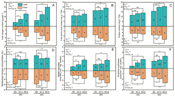 The effect of ambient (400 ± 20 ppm) and elevated (800 ± 20 ppm) CO2 concentrations combined with control (N0), low (N1.2), and high (N3.6) nitrogen levels on physiological traits in leaf and root of A. mongolicum.