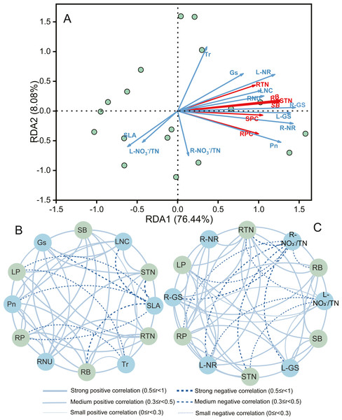 Redundancy analysis (RDA) and correlation network analysis to determine the relationships among morphophysiological and biochemical traits with biomass, total N content, and protein content of A. mongolicum.