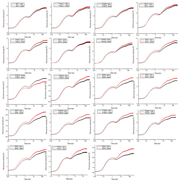 Changes of chlorophyll fluorescence kinetic curves of zoysiagrass after shading.