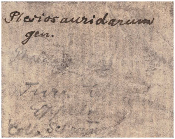 An old label associated with ZPALUWr/R133.