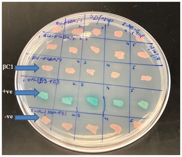 For autoactivation test, few random colonies were patched on SD/-Trp X-α-Gal plates.