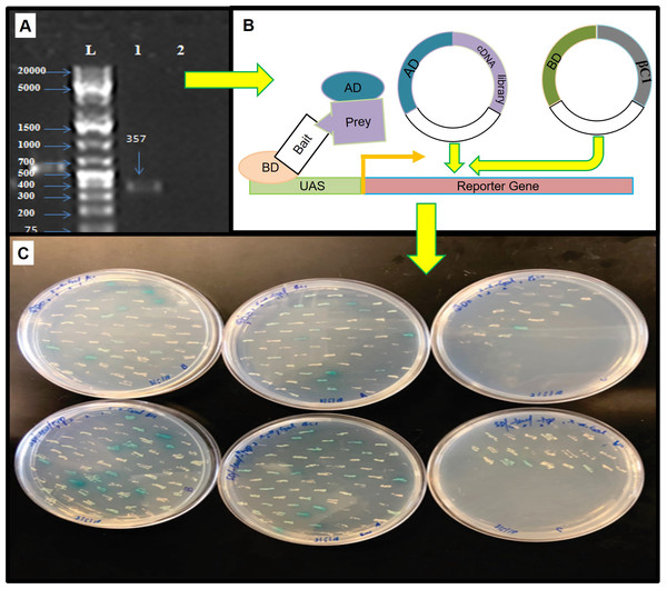 The yeast two hybrid (Y2H) screening using βC1 baits with cDNA library of Nicotiana benthamiana.