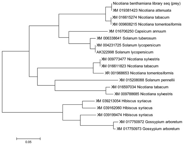 Phylogenetic analysis of NTF2 gene sequence.