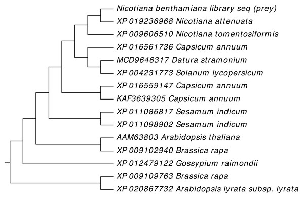 Phylogenetic analysis of NTF2 protein.