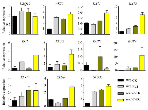 Altered expression of K+ transporter genes in ses1-2 after 200 mM KCl treatment for 6 h.