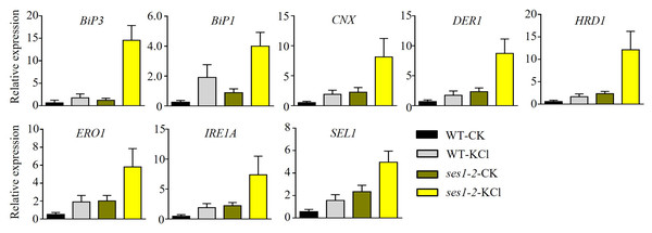 ER stress-related genes showed higher expression in ses1-2.
