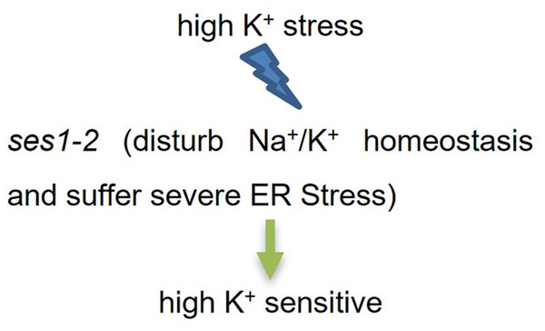 A simplified working model for SES1 under KCl stress.