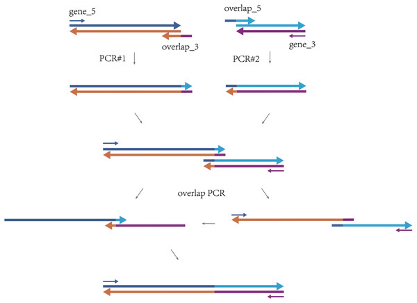 The procedure of ligating two DNA fragments via overlap extension PCR.