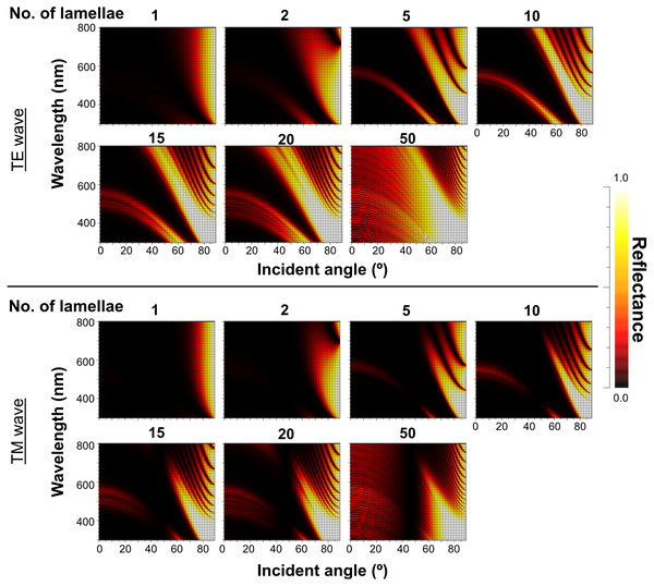Simulation results of the reflectance of the up-chirp model with different numbers of lamellae for TE wave (upper rows) and TM wave (lower rows).
