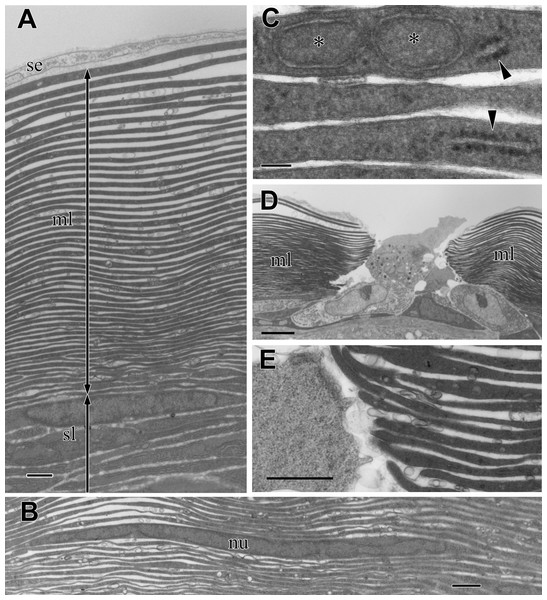 TEM images of the multi-lamellar layer (ml) in the cortex at the middle part of the visceral nucleus.