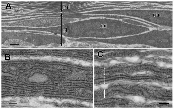 TEM images of the sub-lamellar cells in the cortex.