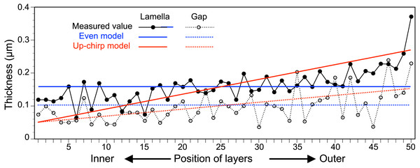The thickness of lamellae (closed circles, solid lines) and spaces (open circles, broken lines) measured from the electron micrograph of the multi-lamellar layer.
