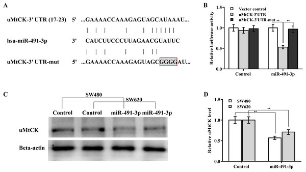MiR-491-3p post-transcriptionally repressed uMtCK expression.