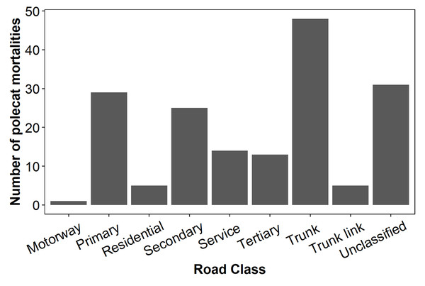 Total numbers of polecat road casualties associated with certain road types in Wales.