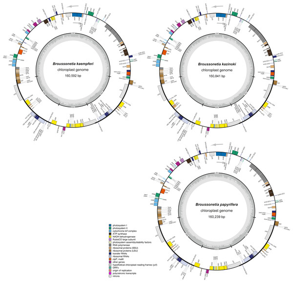 The cp genome structure of three Broussonetia species.