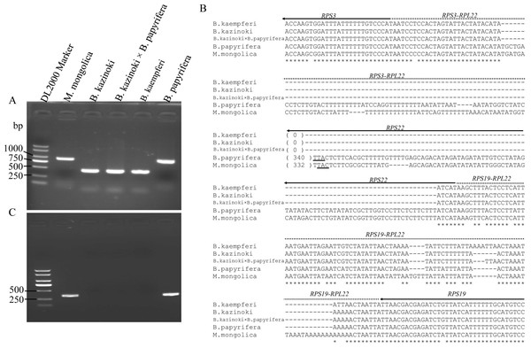 The detection and analysis of Broussonetia RPL22 gene.